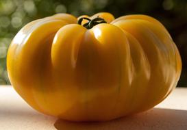 yellow Tomato Vegetable Vitamins