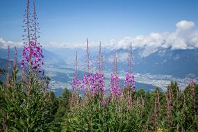 Alpine Flowers Flower