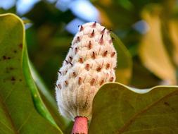 Nature Flora Leaf