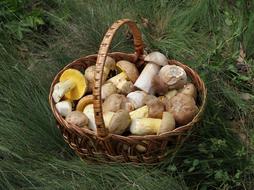 Mushrooms Basket Porcini Summer