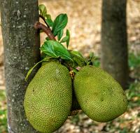 Jackfruit Fruit macro