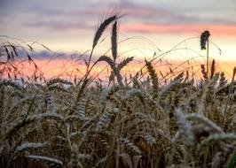 Beginning Of Summer Cornfield