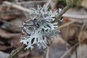 Frost Nature Flora