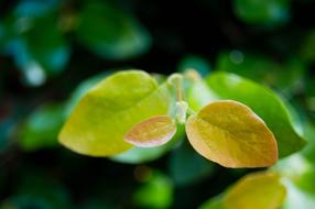 Nature Leaf Garden