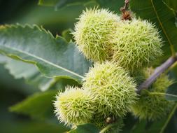 Sweet Chestnuts Chestnut Maroni