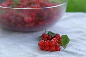 Red currants on the table