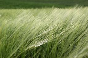 Barley In The Wind Plant