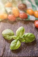 raw Basil Tomato Wallpaper