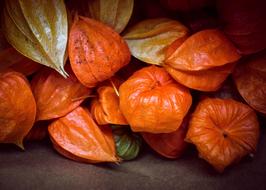 Physalis Autumn Food