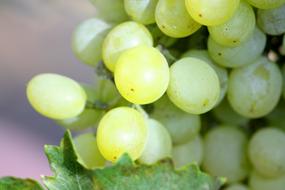 Grapes Bunch White