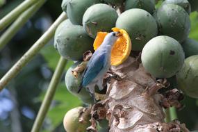 Fruit Food Nature