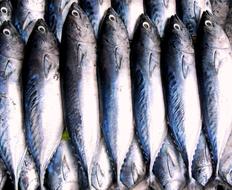 Fish Seafood
