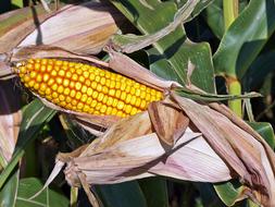 Harvest Corn Agriculture On