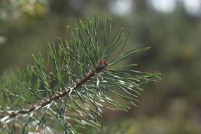 Nature Sprig Tree