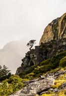 Cliff Tree Vegetation