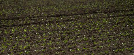 Seed Harvest Bed