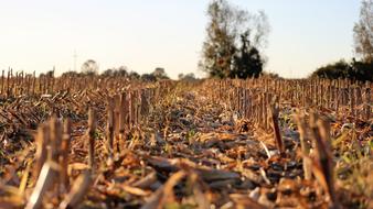 Harvested Corn Food Field
