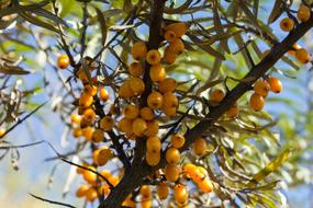 Tree Fruit Food