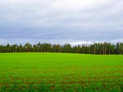 Farm Field Dunkeld Scotland landscape