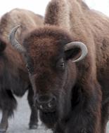 Bison Buffalo American