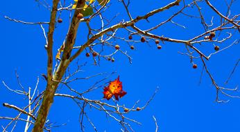 American Sycamore Banana Western