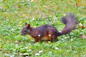 Squirrel Nager Rodent