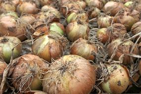 organic Onion Crop Harvest