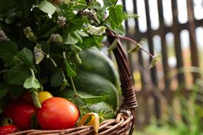 Basket Vegetables Scuttle