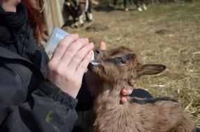 Domestic Goat Kid Young Animal