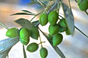 Leaf Food Fruit