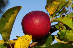 Fruit Nature Leaf