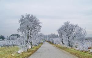 Rime Winter Landscape DÃ©rlepte