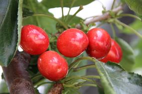 Fruit Leaf Food