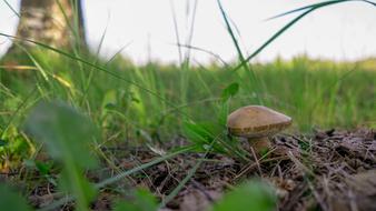 Mushroom in Grass herbs