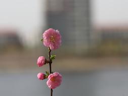 Nature Flower Plant Kinds Of