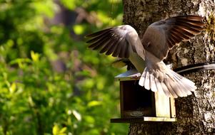 Pigeons Bird Food