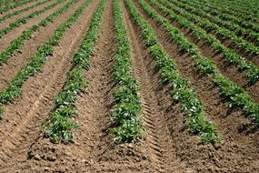 Arable Field Potato