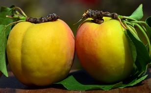 Apricots Fruit Sweet