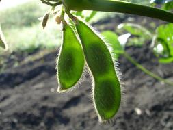 Soybean Nature macro