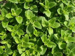 Oregano Culinary Herbs