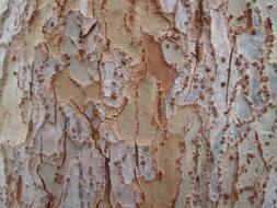 white Tree Bark