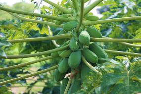 Agriculture Papaya Fruit