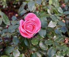 Rose Pink Flower