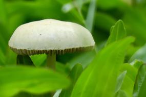 Mushroom Plant Garden In Full