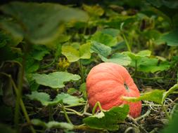 Pumpkin Vegetables Plant