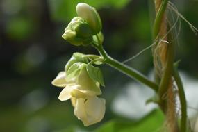 Green Bean Flower Garden