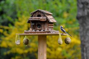 Bird Aviary Food