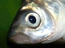 raw Fish head close up