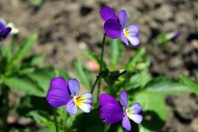 Flowers Pansies Plants