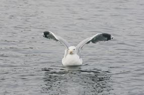 wild Seagull Flying over Water